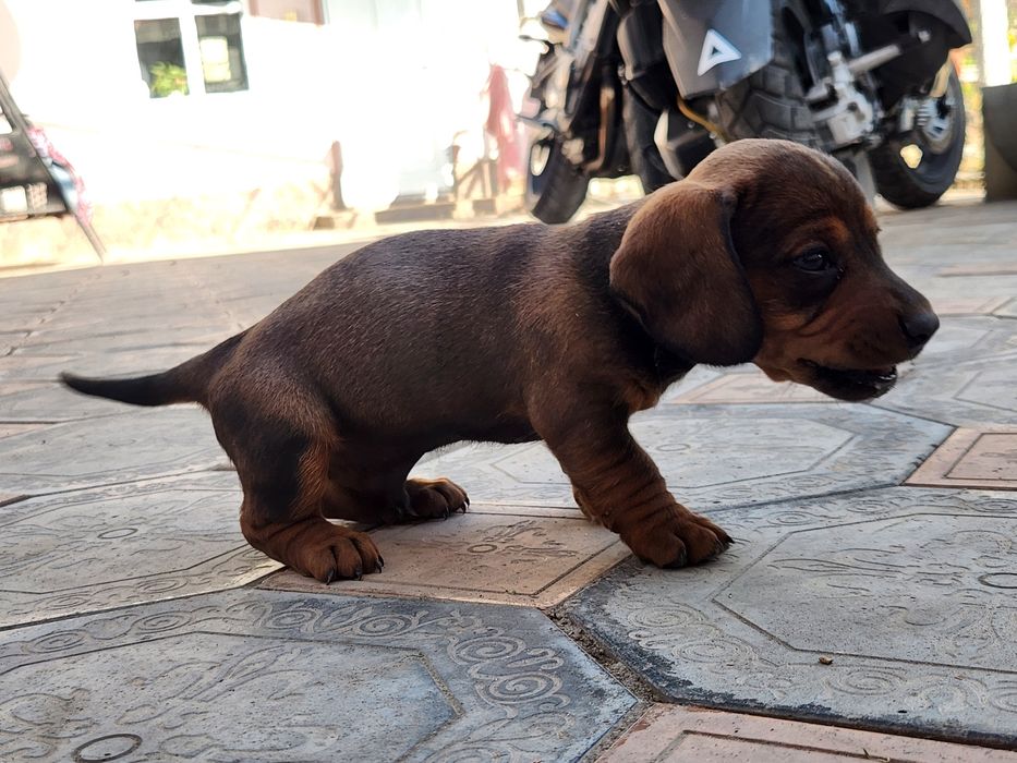 Чистокровные таксы