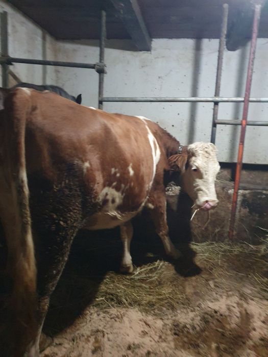 De vanzare 2 junci gestante