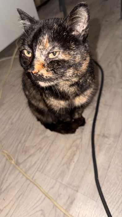 Отдам кошечку в добрые руки