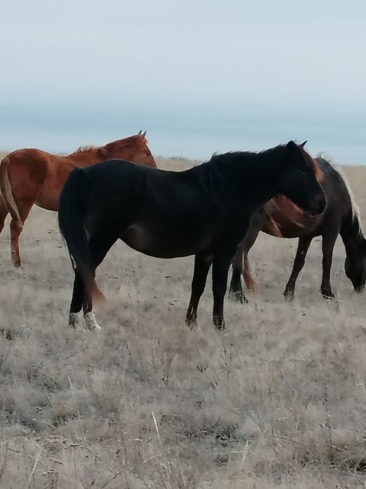 Кара ту бие сатылады 700мын