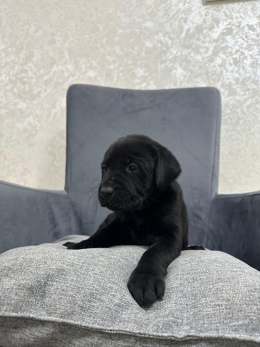 Продам щенков лабрадор-ретриверов