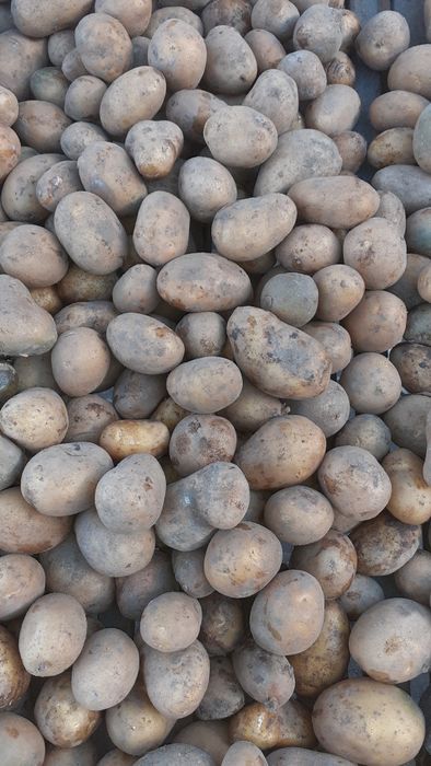 Cartofi pentru animale