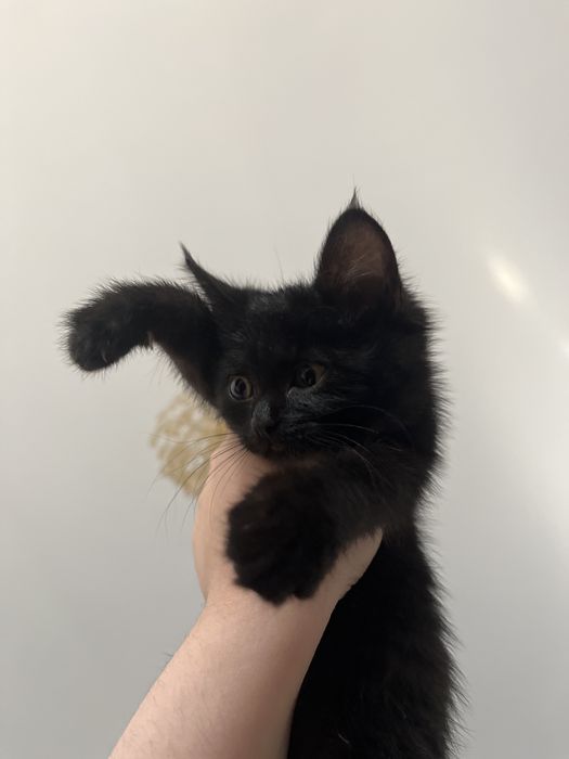 Котенок, ұл марғау