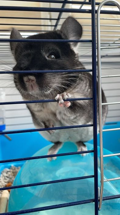 Chinchilla cu casuta si accesorii