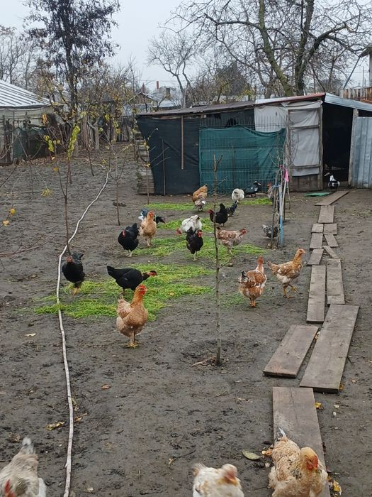 Vând găini,cocoși,rațe și rățoi