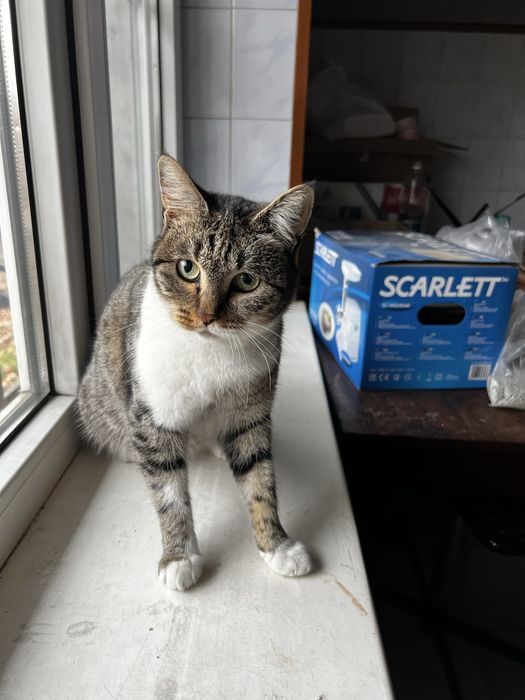 Отдам кошку в хорошие руки