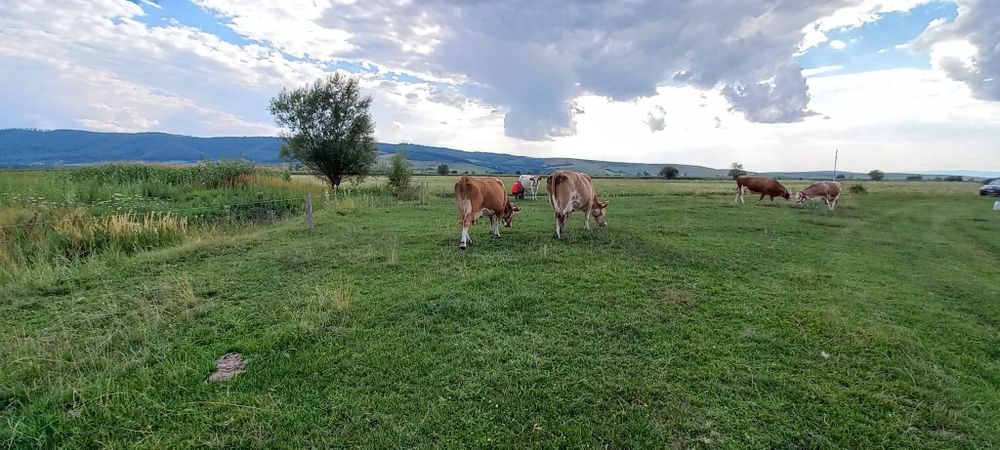 Vând vaci la prima și a doua fătare Baltata Românească