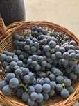Struguri pentru must sau vin