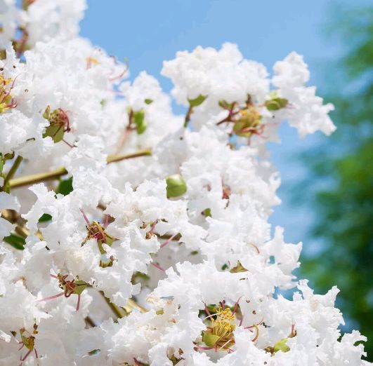 Liliac Indian (Alb )