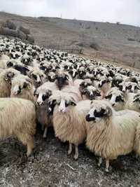 Vând turmă de oi cu tot cu miei