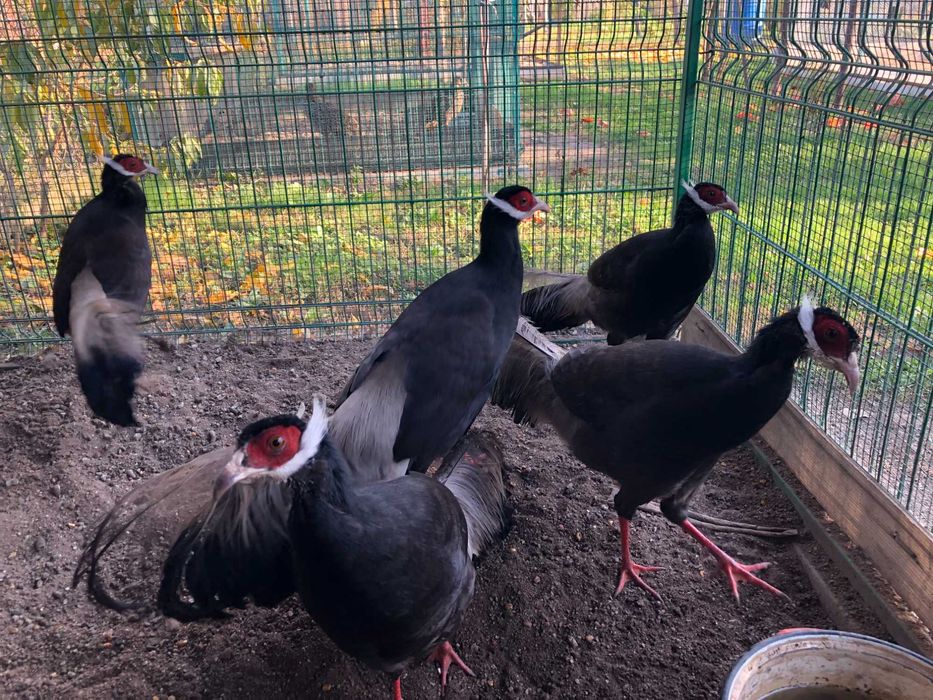 Vand fazan urecheat maro