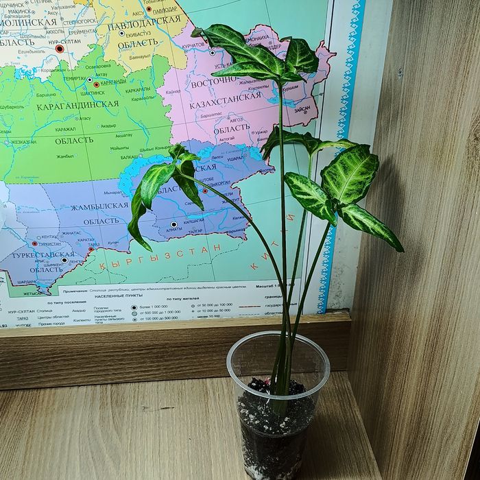 Продам Сингоунимы разные