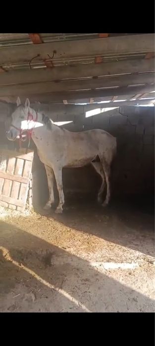 8 жасап айғыр сатылады соғымға үйірге