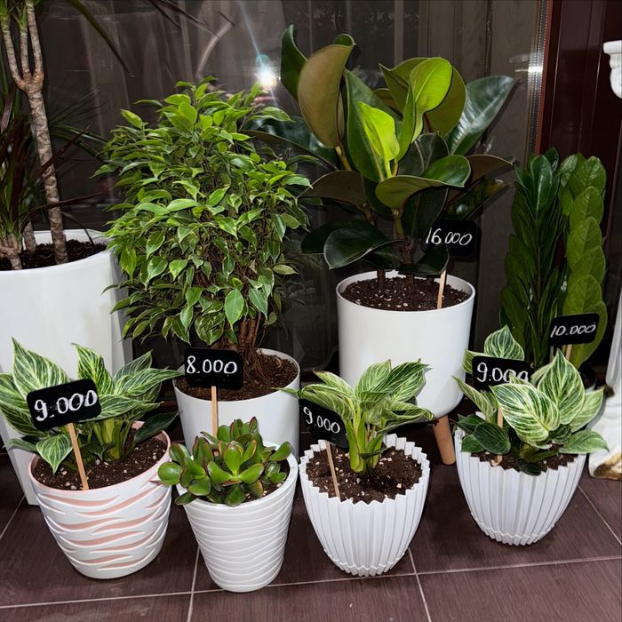 Большой выбор комнатных растений