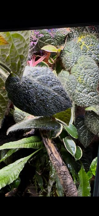 Продается Фикус Villosa.