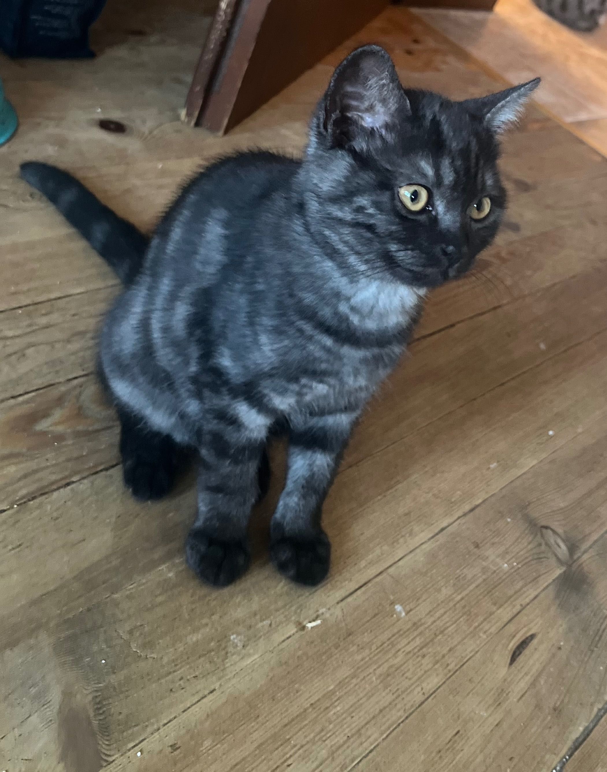 Black Tabby черно табби