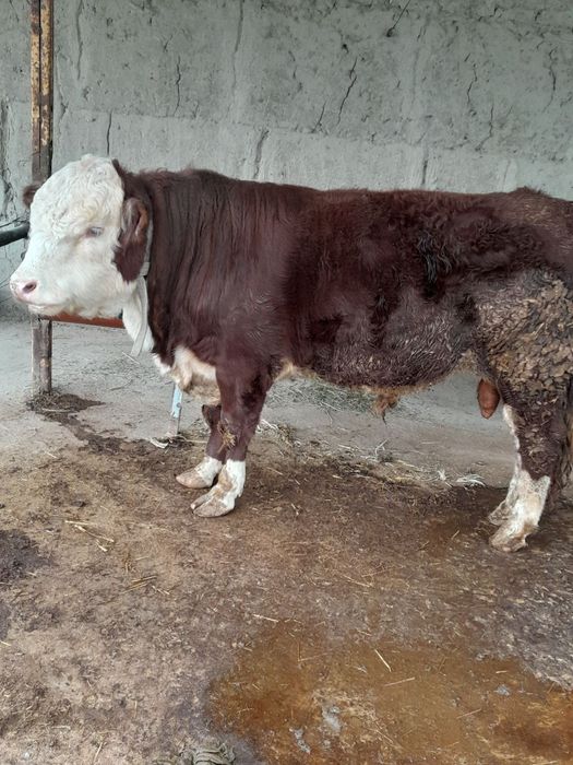 Buqa sotiladi , gereford zotli