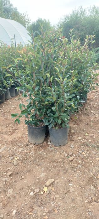 Leylandii,laur englezesc,photinia,gard viu, plante ornamentale