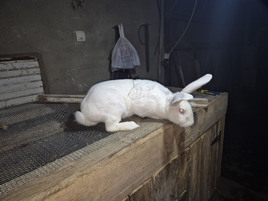 Vând iepuriță pt carne