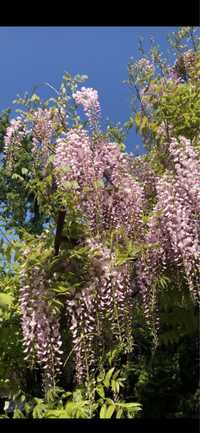 Glicină roz și mov ; Arbore de piper ; Smochin ; Luleaua turcului .