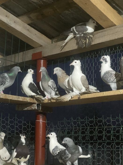 Vand diferite rase de porumbei