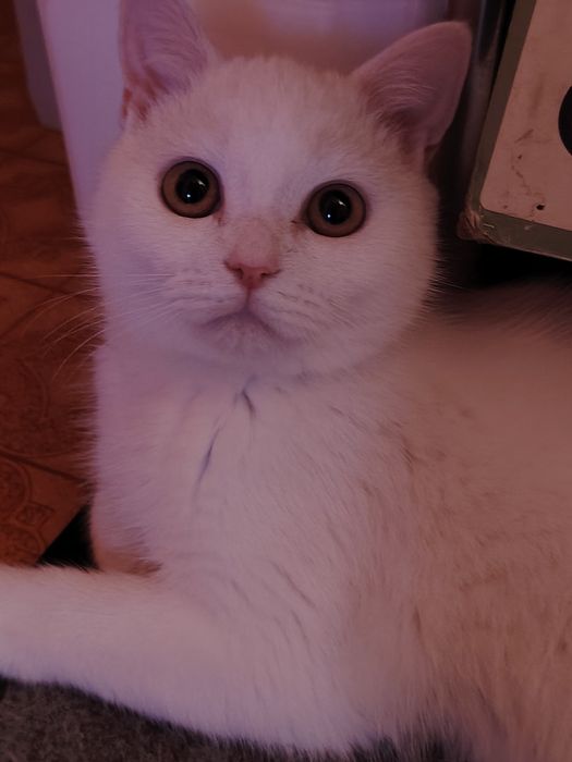 Чисто Белый короткошёрстный шотландец