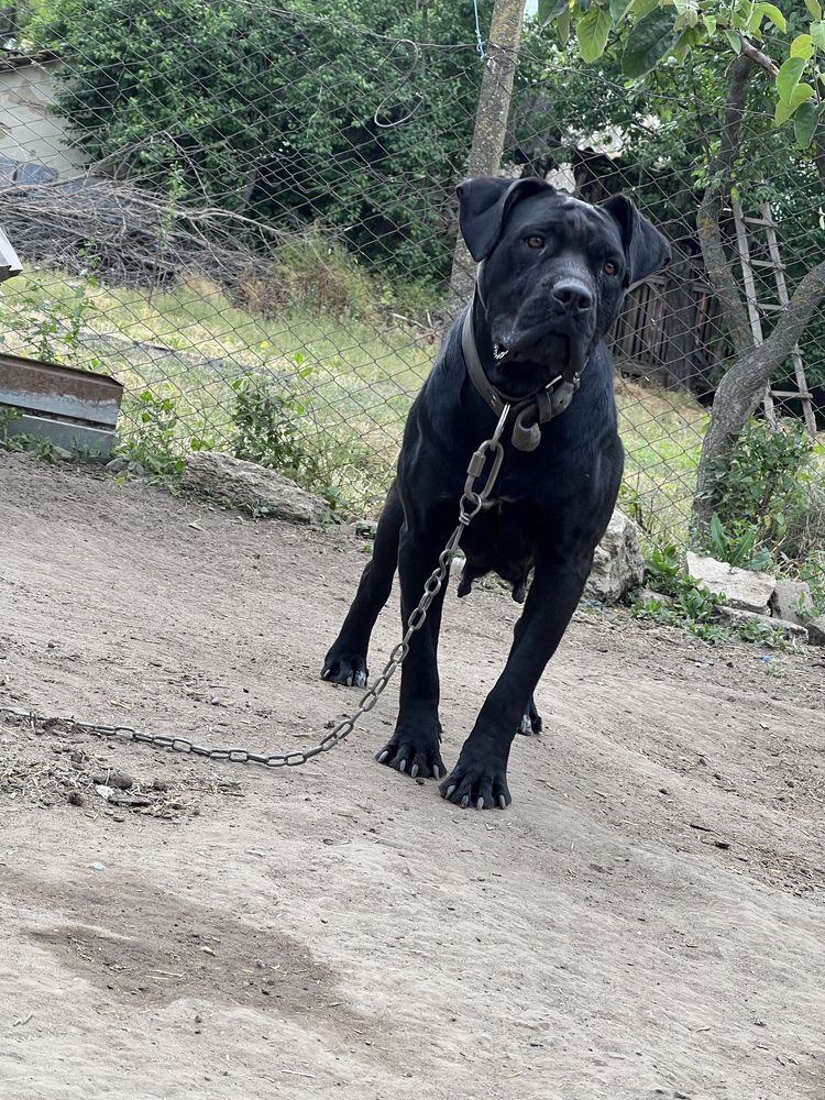 Donez cane corso