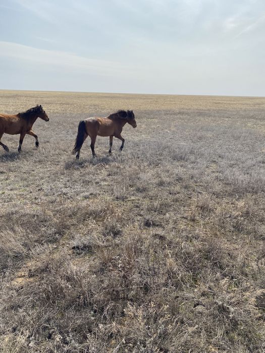 Айғыр сатылады