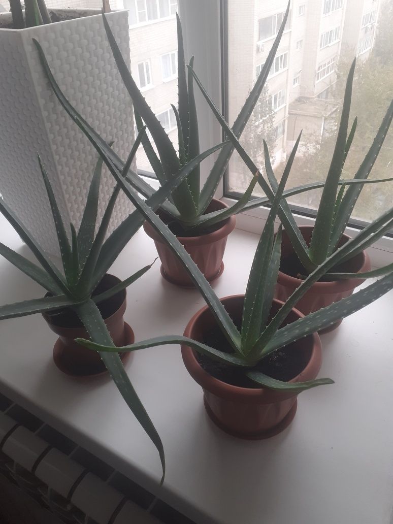Алоэ Вера лечебное