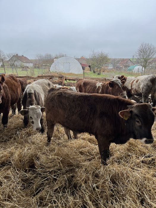 Vand un lot de vitei