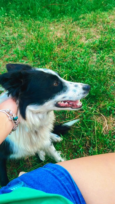De vanzare,catei Border Collie!