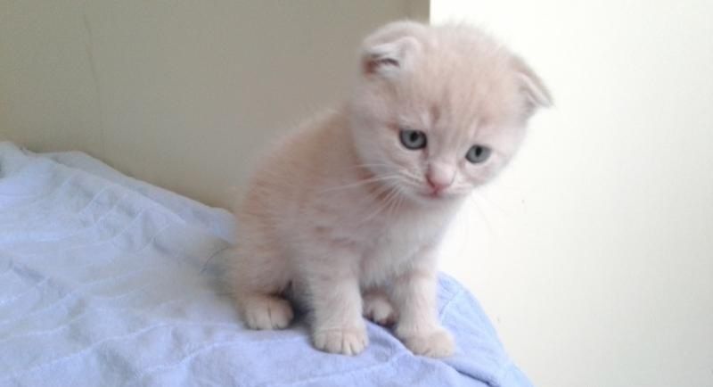 Шотландский вислоухий мальчик