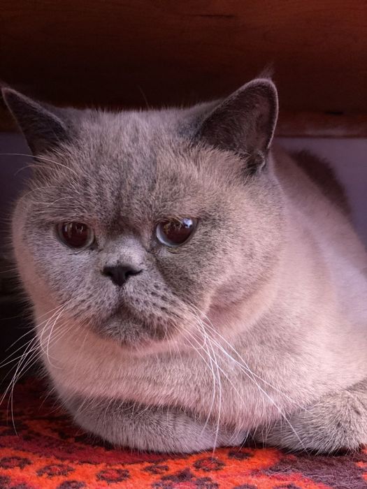 Отдадим кота в хорошие руки