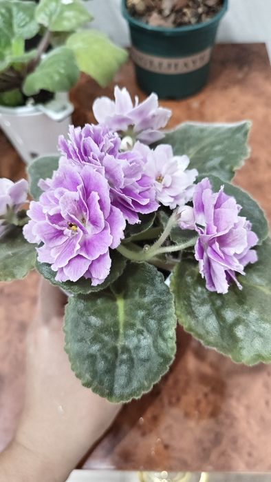 Фиалка сортовая ЕК Вера