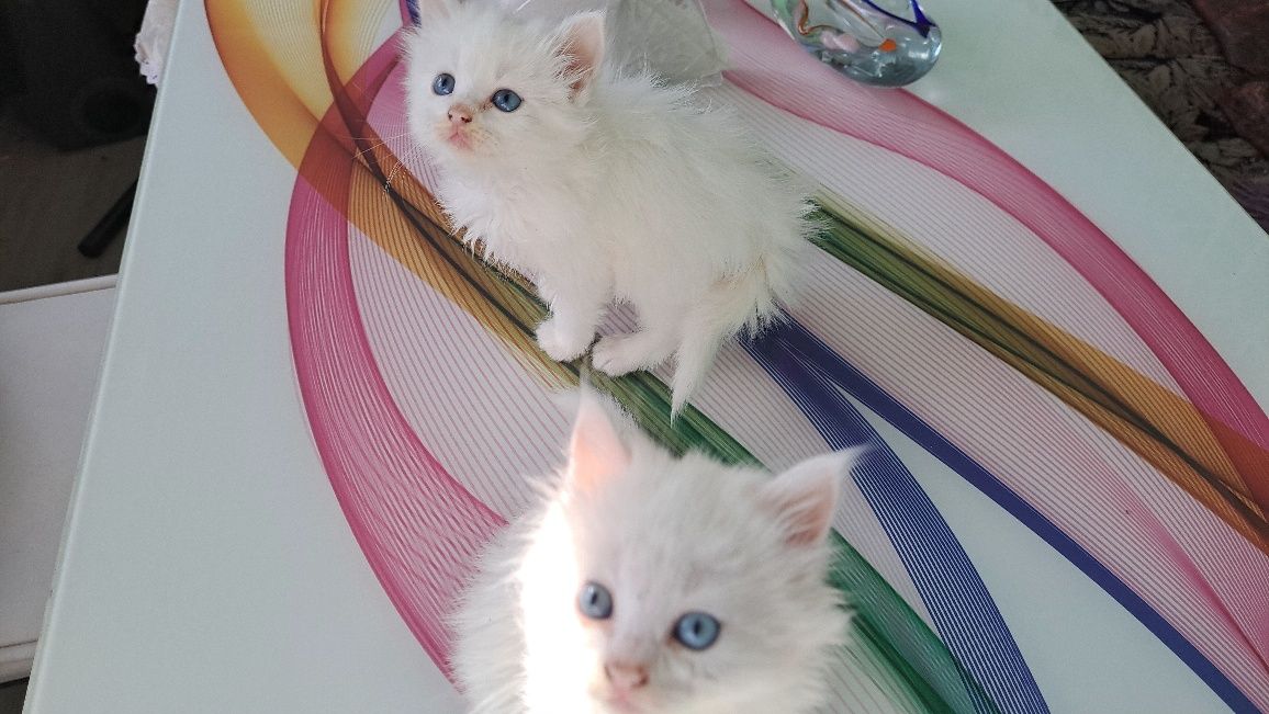 Продавам две малки Ангорски котенца