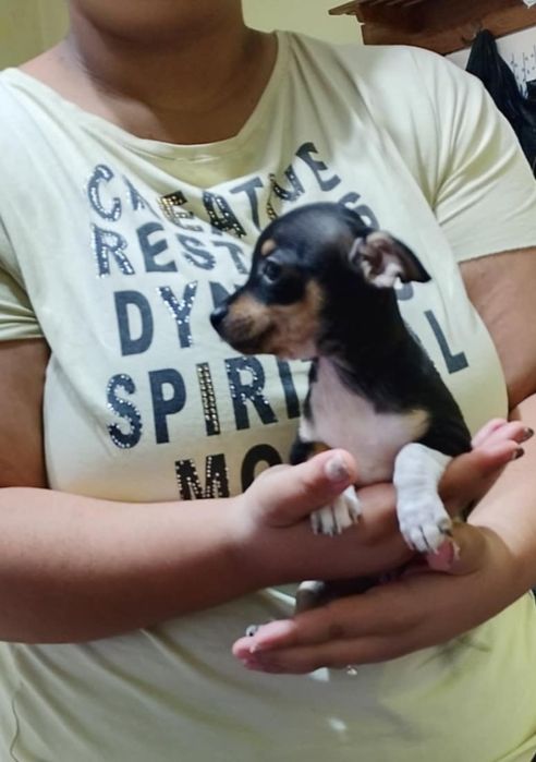 Мъжки мини пинчер