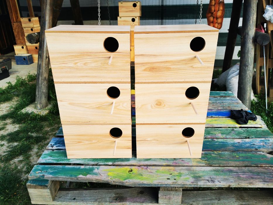 Cuiburi peruși kakariki cântărtori