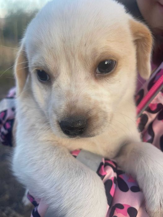 4 puiuțe și o mamă care a suferit prea mult mai au nevoie de ajutor!