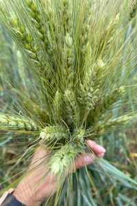 Семена пшеницы сорт Грани