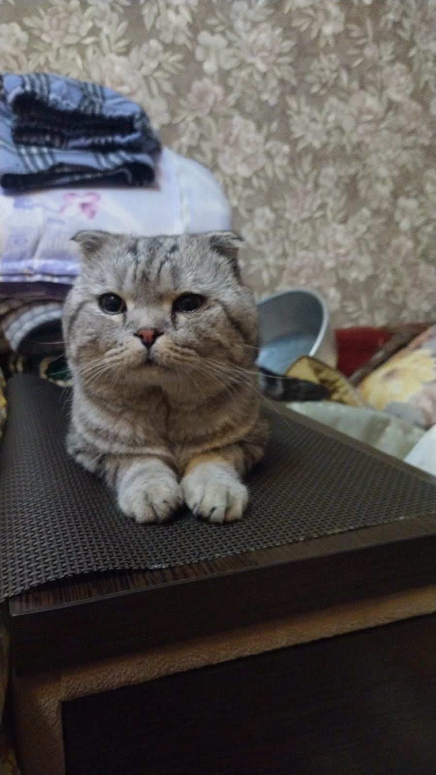 Найден вислоухий кот