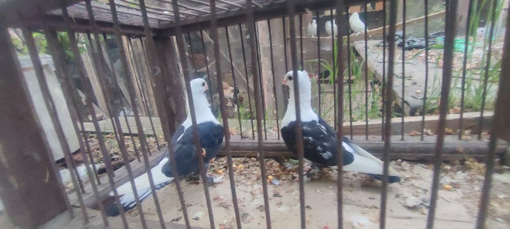 Vînd porumbeii misirlii 35 Ron bucata