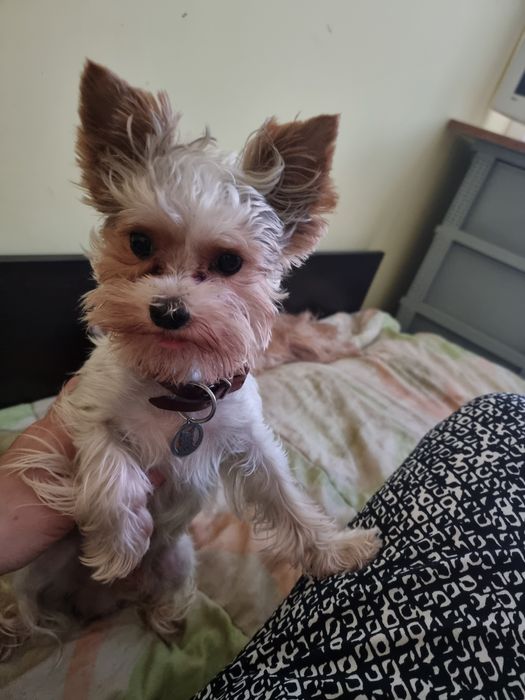 Супер мини бивер йоркширски териер