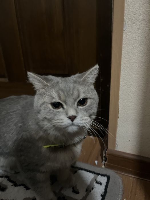 mushuk: skotish fold