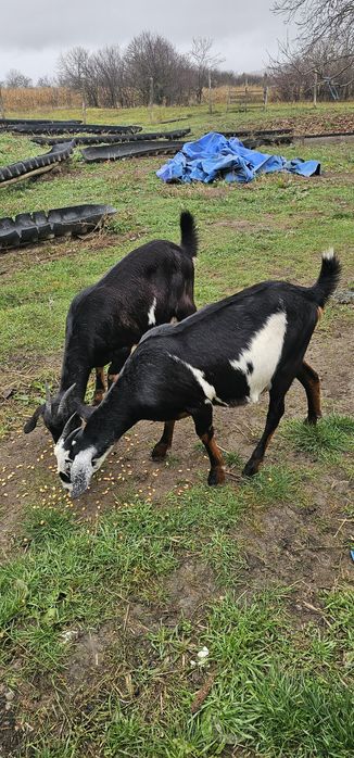 Anglo nubian capra/iadă