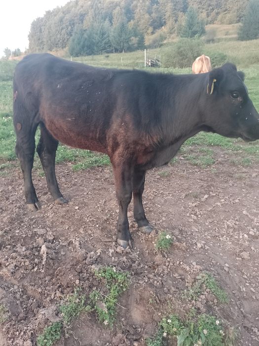 Juninca de angus cu origine de 1an jumate