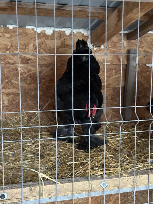 Disponibile Pasari brahma