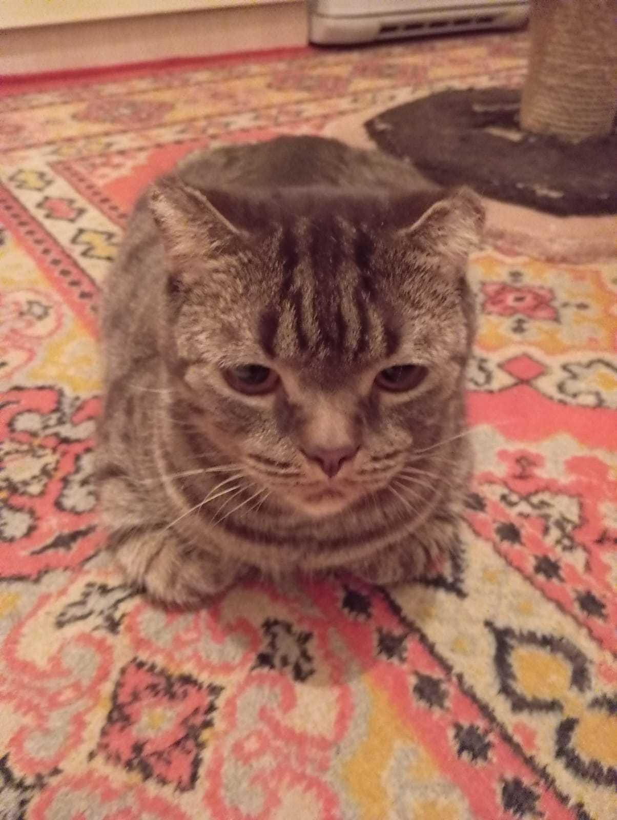 Добрый Кот в новый дом