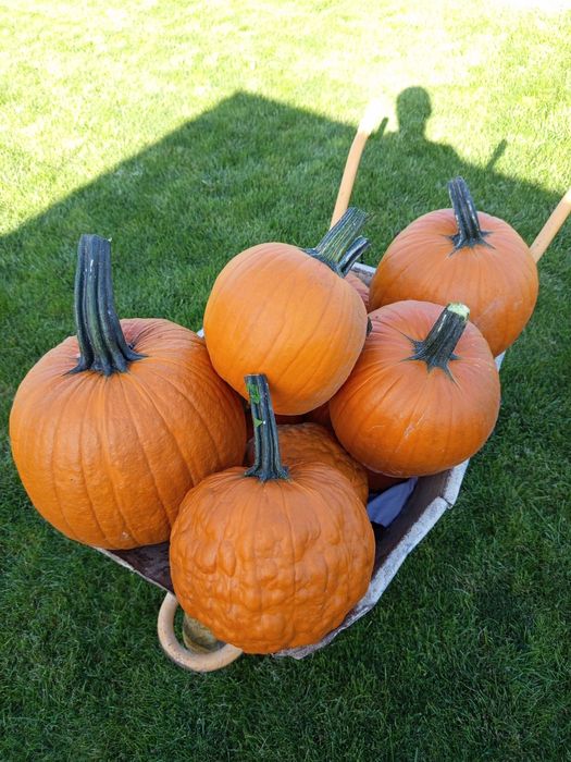 Dovleac halloween si decor