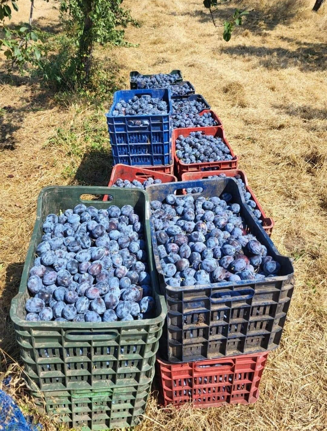 Vand prune pentru țuică