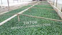 Rasaduri de rosii / tomate ardei vinete castraveti salata 2025